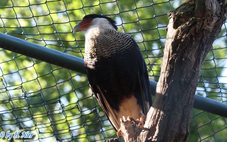 Caracara cheriway -  1. Fund