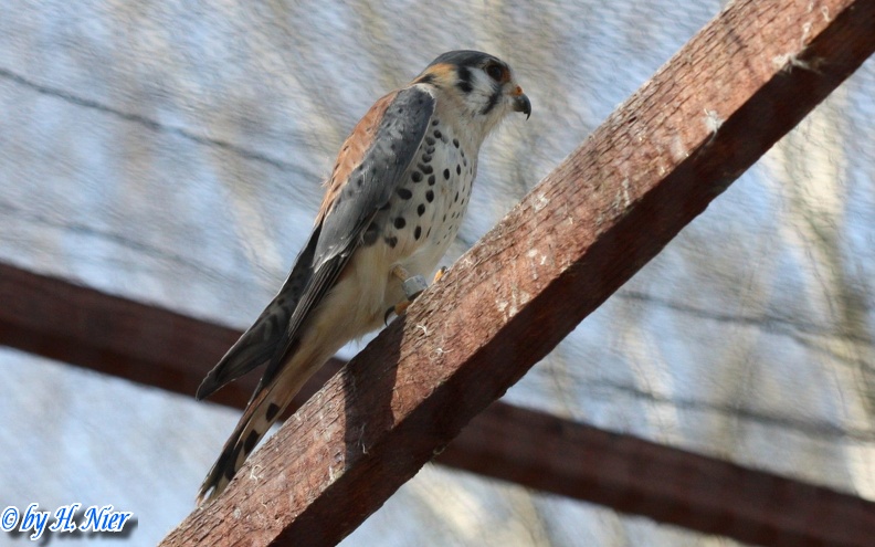 Falco sparverius -  1. Fund