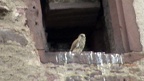 Falco tinnunculus -  4. Fund (Männchen & Weibchen)