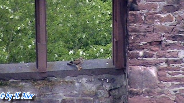 Falco tinnunculus -  4. Fund (Männchen & Weibchen)