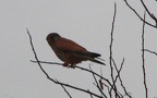 Falco tinnunculus -  5. Fund