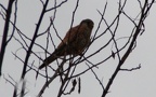 Falco tinnunculus -  5. Fund