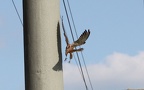 Falco tinnunculus -  6. Fund