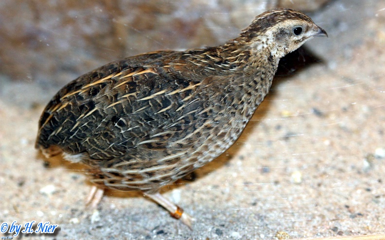 Coturnix delegorguei -  1. Fund