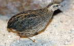 Coturnix delegorguei (Delegorgue, 1847)
