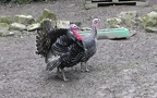 Meleagris gallopavo -  1. Fund