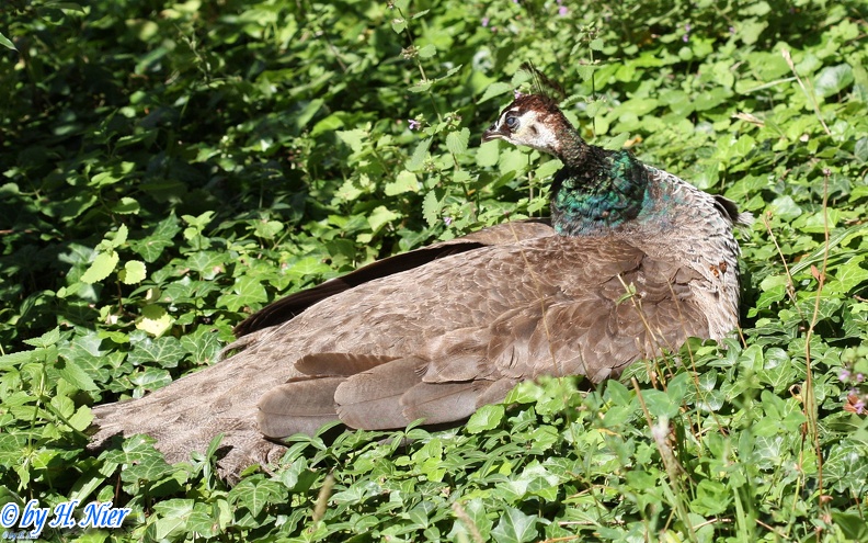 pavo_cristatus_2b.jpg