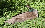 Pavo cristatus -  2. Fund (Weibchen)