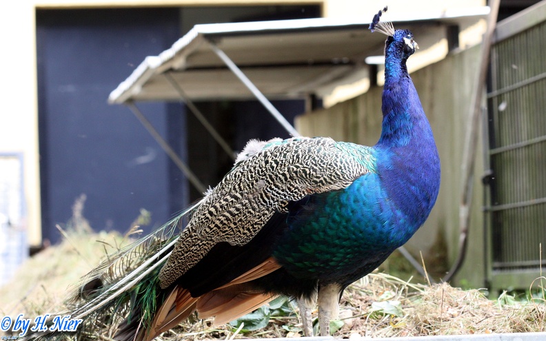 pavo_cristatus_3b.jpg