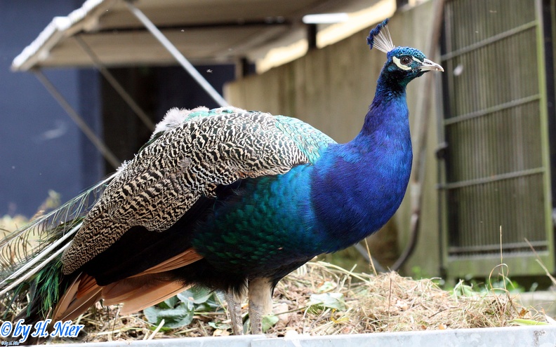 pavo_cristatus_3c.jpg