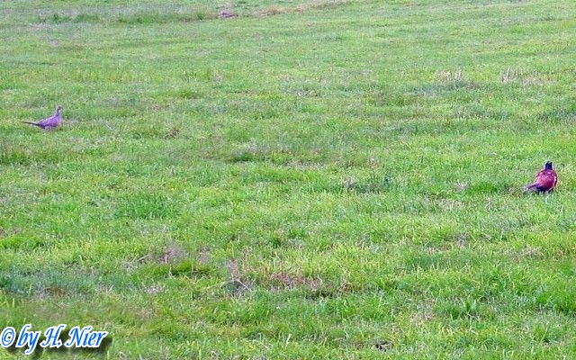 Phasanius colchicus -  1. Fund