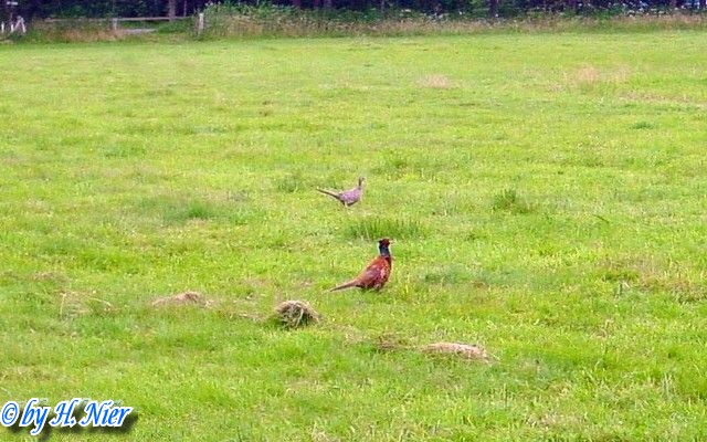 Phasanius colchicus -  1. Fund