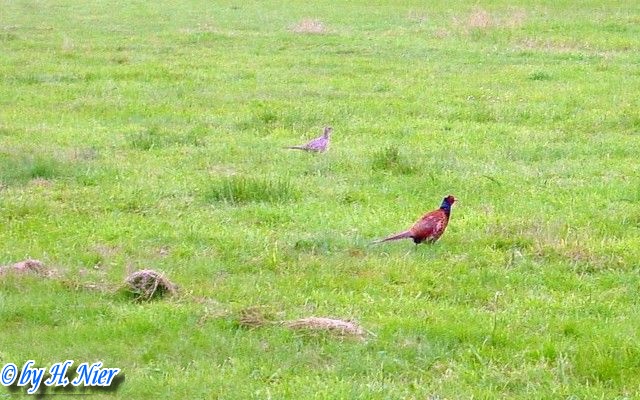 Phasanius colchicus -  1. Fund