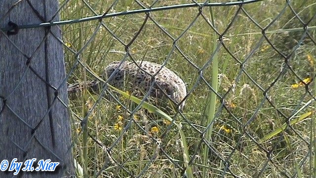 Phasanius colchicus -  2. Fund (Weibchen)