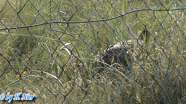 Phasanius colchicus -  2. Fund (Weibchen)