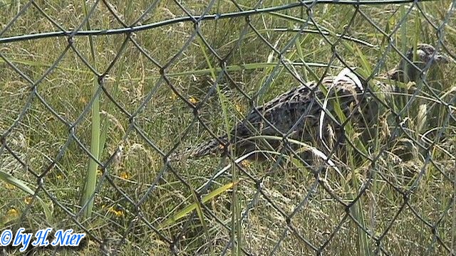 Phasanius colchicus -  2. Fund (Weibchen)