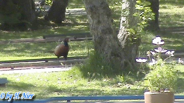 Phasanius colchicus -  3. Fund (Männchen)