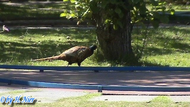 Phasanius colchicus -  3. Fund (Männchen)