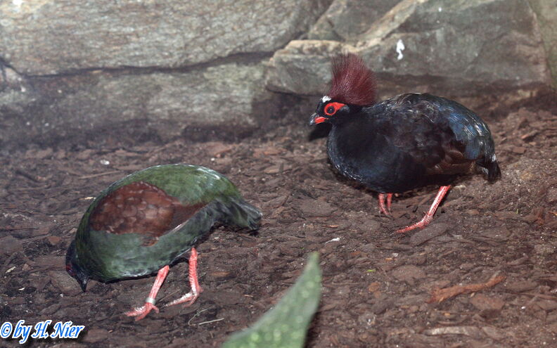 Rollulus rouloul -  1. Fund (Männchen & Weibchen)