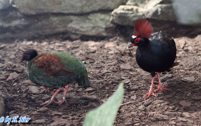 Rollulus rouloul -  1. Fund (Männchen & Weibchen)