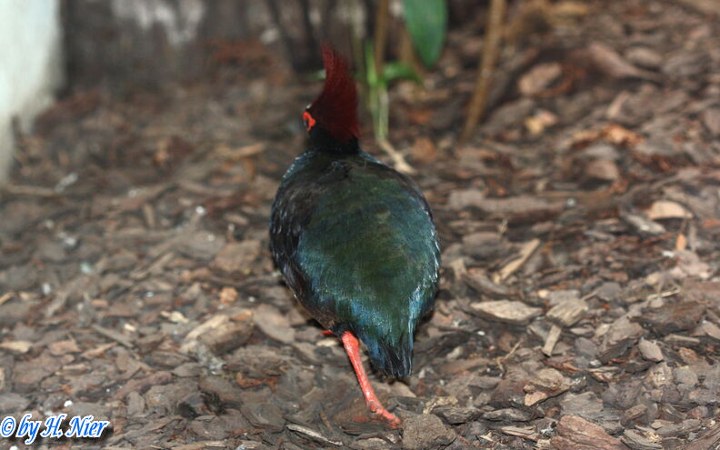 Rollulus rouloul -  1. Fund (Männchen & Weibchen)