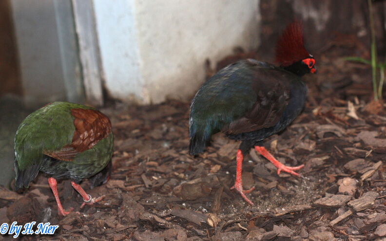 Rollulus rouloul -  1. Fund (Männchen & Weibchen)