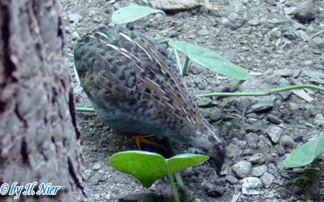 Synoicus chinensis -  1. Fund