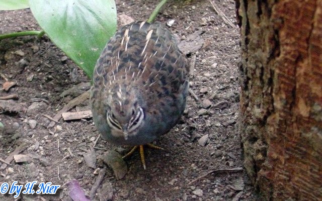 Synoicus chinensis -  1. Fund