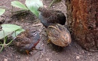 Synoicus (Coturnix) chinensis (Linnæus, 1766)