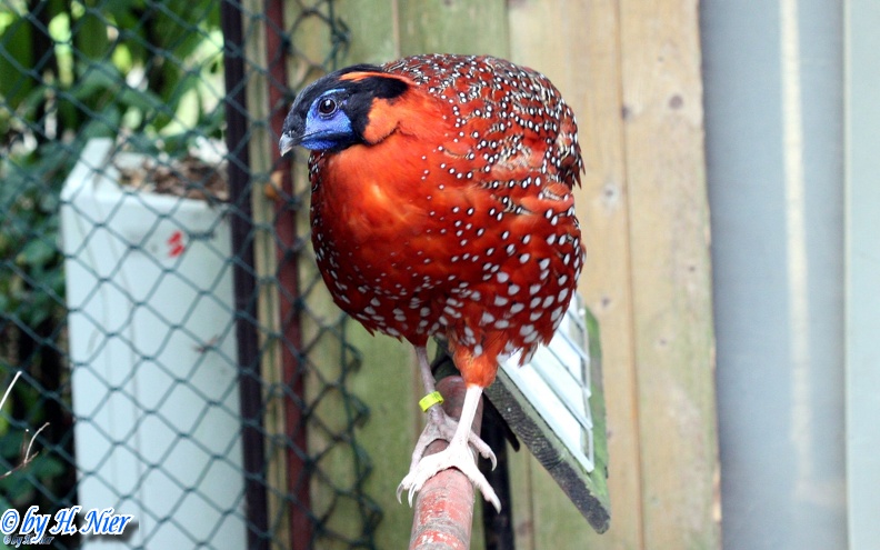 Tragopan satyra -  1. Fund (Männchen)