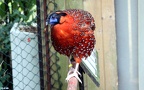 Tragopan satyra -  1. Fund (Männchen)