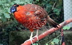 Tragopan satyra -  1. Fund (Männchen)