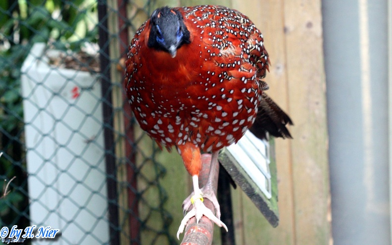 Tragopan satyra -  1. Fund (Männchen)