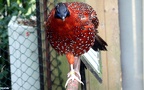 Tragopan satyra -  1. Fund (Männchen)
