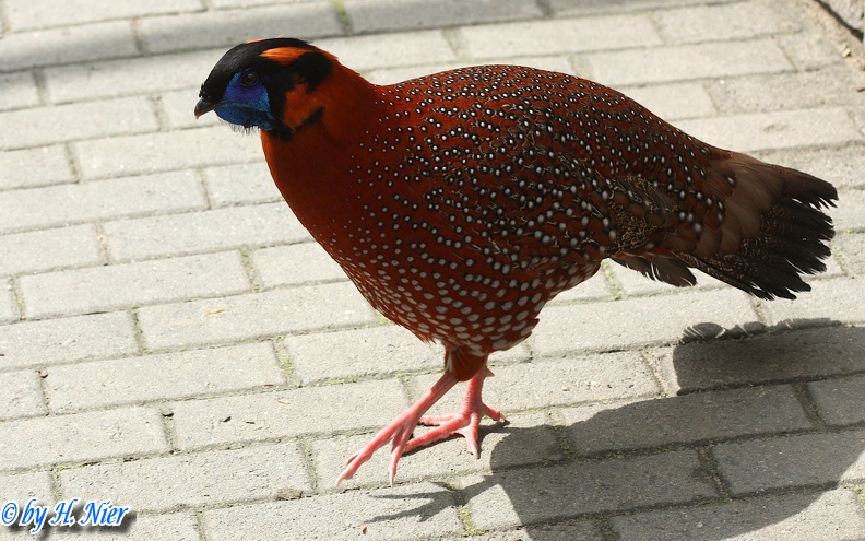 Tragopan satyra -  2. Fund (Männchen)