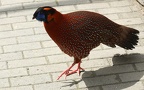 Tragopan satyra -  2. Fund (Männchen)