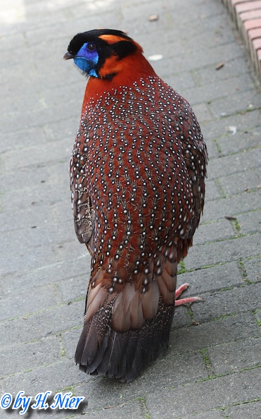 Tragopan satyra -  2. Fund (Männchen)