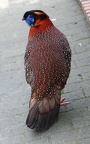 Tragopan satyra -  2. Fund (Männchen)