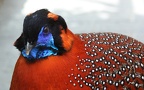 Tragopan satyra (Linnæus, 1758)