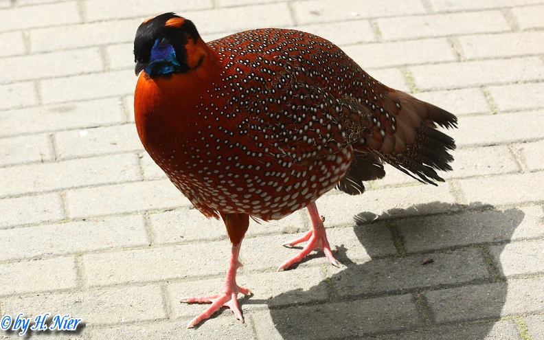 Tragopan satyra -  2. Fund (Männchen)