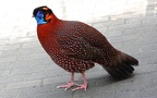 Tragopan satyra -  2. Fund (Männchen)