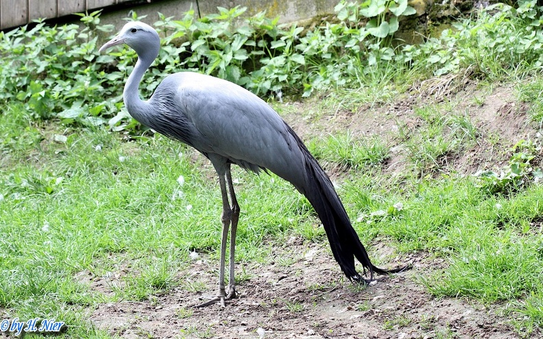 Anthropoides paradisea -  1. Fund