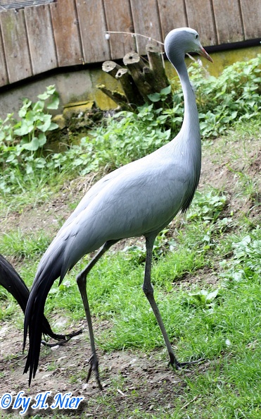 Anthropoides paradisea -  1. Fund