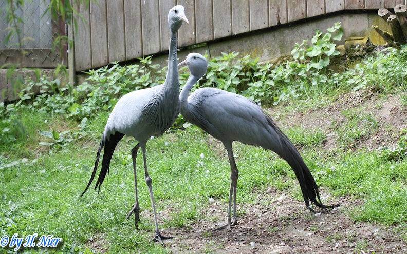 Anthropoides paradisea -  1. Fund