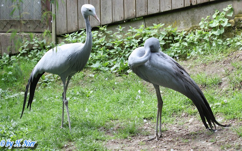 Anthropoides paradisea -  1. Fund