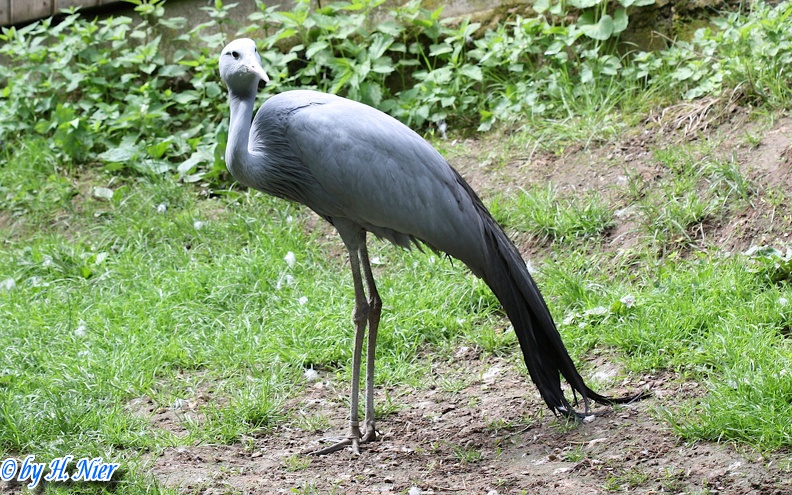 Anthropoides paradisea -  1. Fund