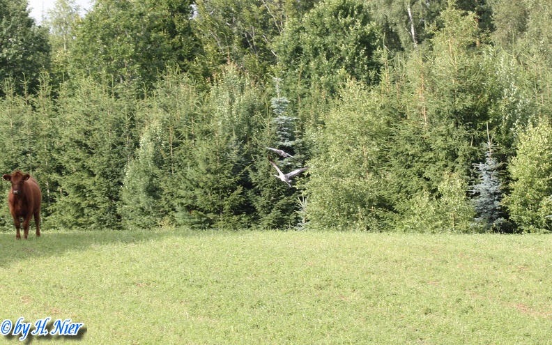 Grus grus -  4. Fund