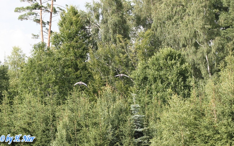 Grus grus -  4. Fund