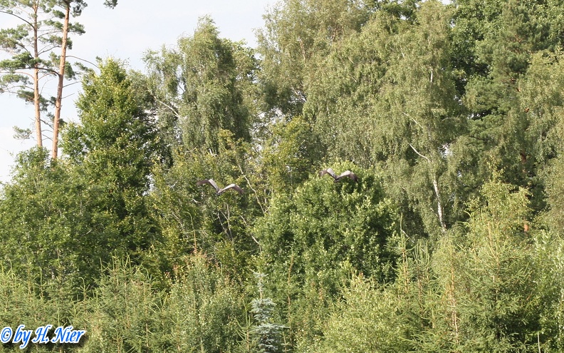 Grus grus -  4. Fund