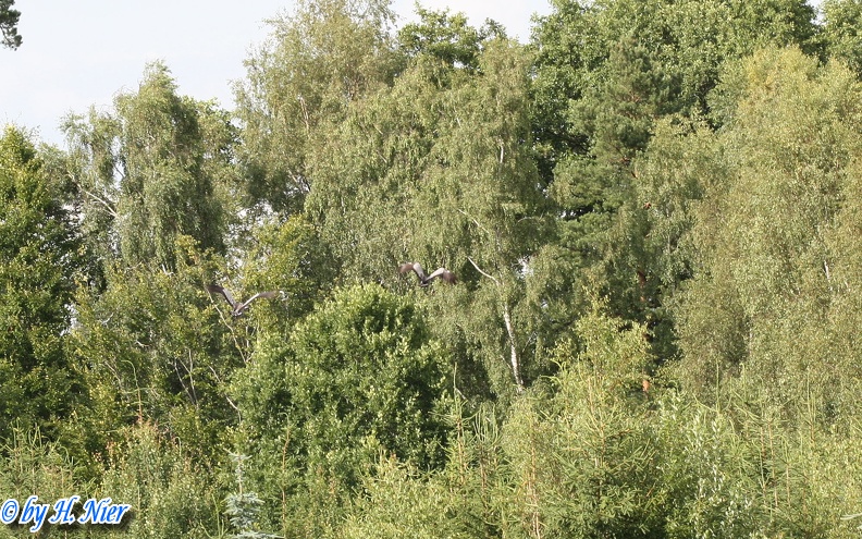 Grus grus -  4. Fund